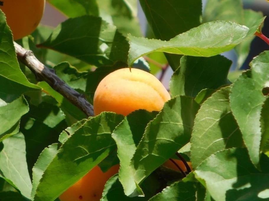Maisonnette De Jardin Марсель Екстер'єр фото